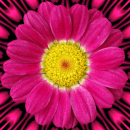 pink flower