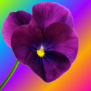 pansy