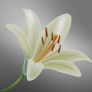 lily