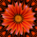 Gazania