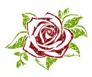 rose