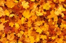 AUTUMN LEAF BACKGROUND, NATURE, SEASONAL