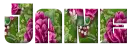 Pretty Flowers - Jane