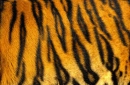 Tiger tiger