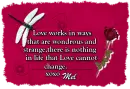 Mel - Love - Dragon Fly-Wondrous