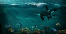 Underwater View Of Whale and Fish