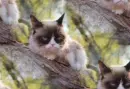 Grumpy cat