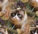Grumpy cat
