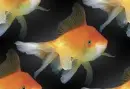 gold fish