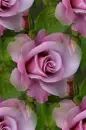 purple rosas