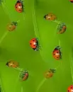 ladybird