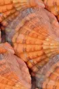 shells