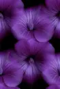 purple flowers