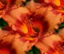 daylily