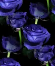 blue rosas