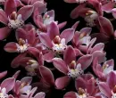 orchids