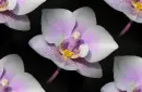 orchid