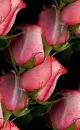 red tulips
