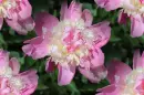 pink peony