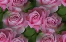 pink rosa