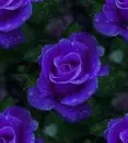 blue rosa