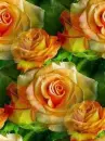 color rosas