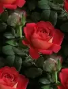 red rosa