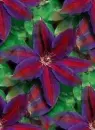 clematis