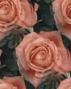 rosas