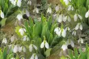 lily of valley