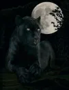 moon cat