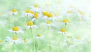 Field of Daisies Background