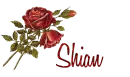 Red Roses.. Shian