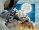 Moon leopard 