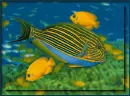 Tropical Fish