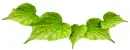 Ivy Divider