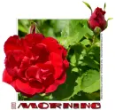GOOD MORNING, FLOWERS, ROSE, TEXT, GREETINGS