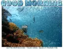 GOOD MORNING, FISH, OCEAN, TEXT, GREETINGS