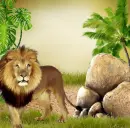 Lion ~ background