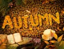 Autumn Fall ~ Background