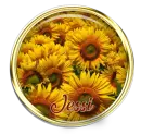 Sunflower Brad - Jessi