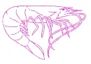 Shrimp