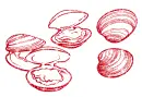 Clams