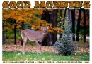 GOOD MORNING, AUTUMN, SEASONS, TEXT, NATURE, DEER