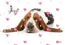 Basset Hound