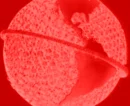 StarrySurpriseDarkGlobeMars