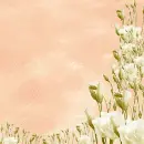 White flowers ~ Background