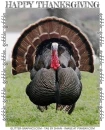 HAPPY THANKSGIVING, SEASONAL, HOLIDAYS, TEXT