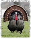 Thanksgiving Blessings , HOLIDAYS, SEASONAL, TEXT