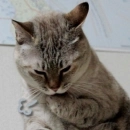 cat feeling relieved